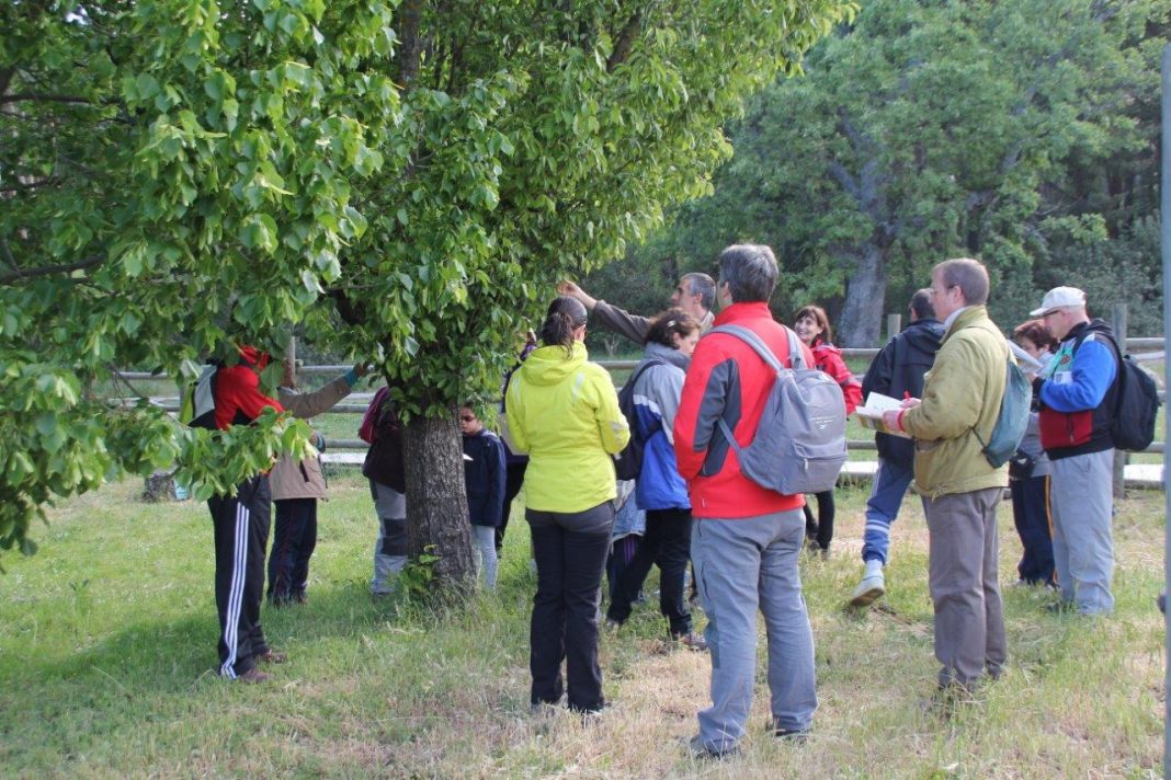 La excursión ‘Encantados por el bosque’ permitirá conocer la variedad de árboles y arbustos en el entorno de los montes de Valsaín (Segovia)