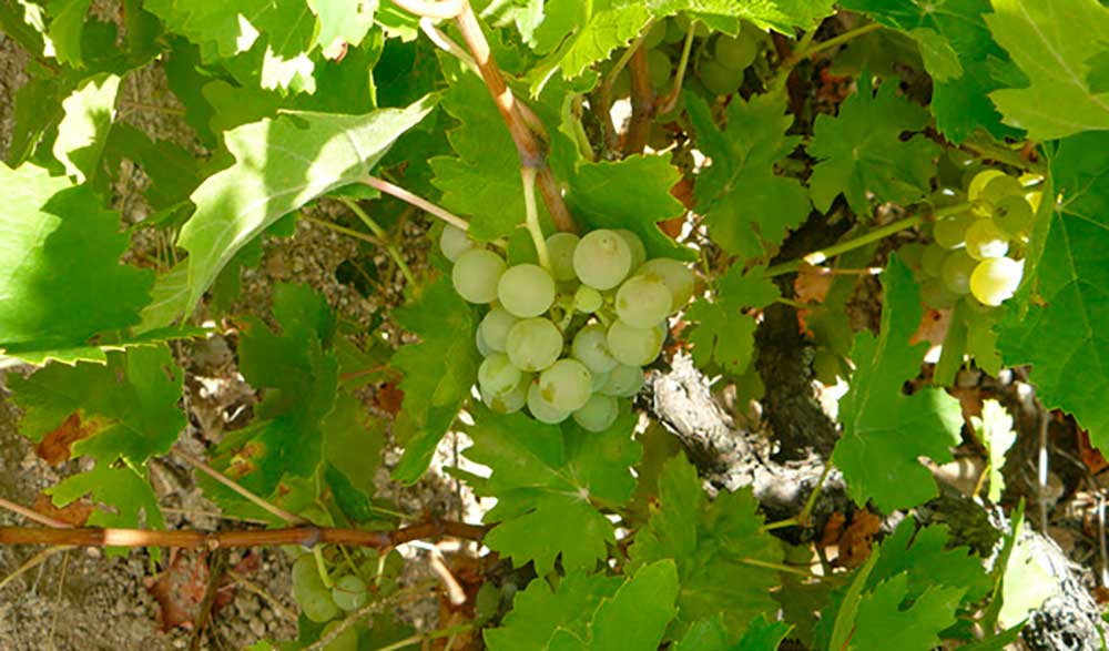 Rufete-serrano-blanco,-DOP-Sierra-de-Salamanca,-variedades