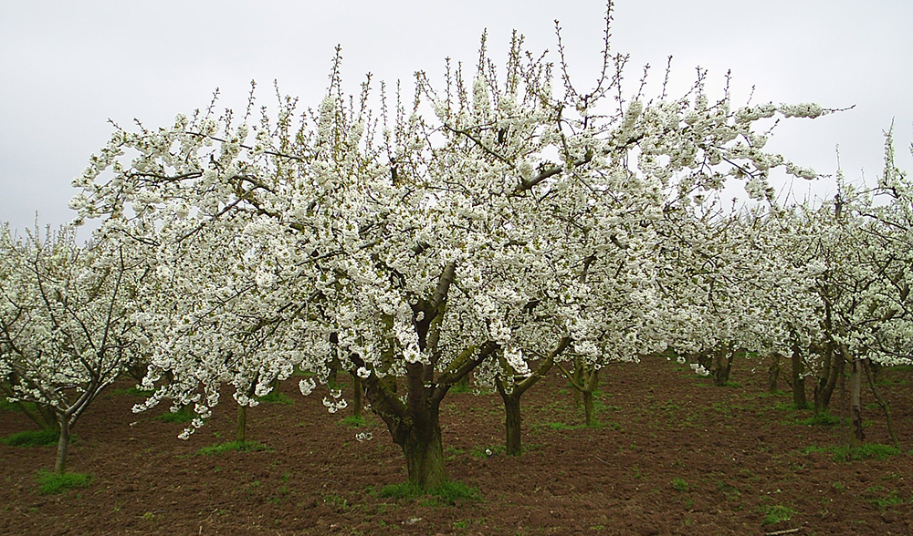 Los cerezos en flor de Cataluña en 10 fotografías preciosas