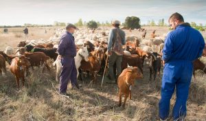 trashumancia-ganadería-caprino-cabras-UPA