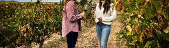 vino
